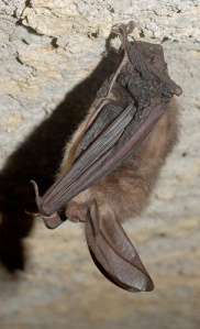 US Fish and Widlife Service VA Big eared bat