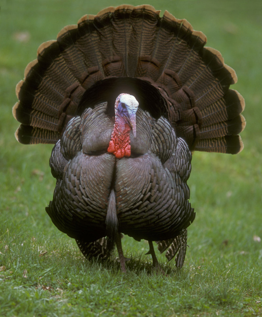Adult Male Turkey 100