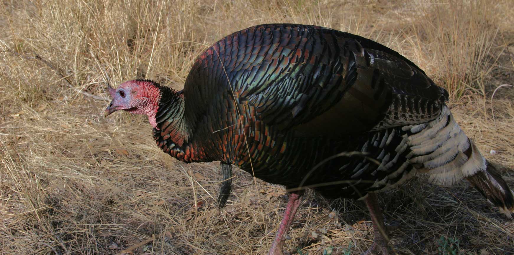 the-ocellated-turkey-puts-the-trip-in-tryptophan-outdoors-pet