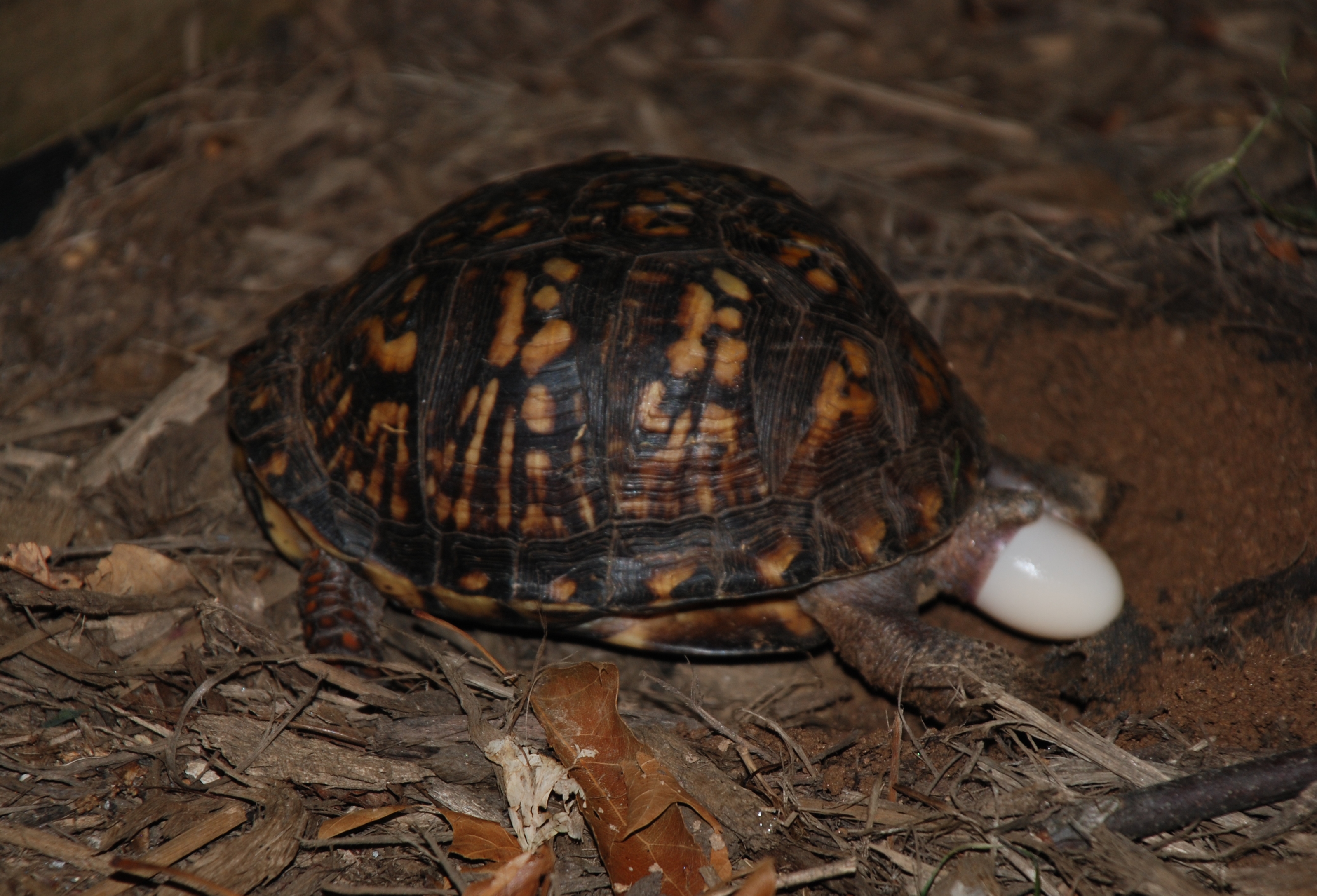 What are some facts about box turtles?