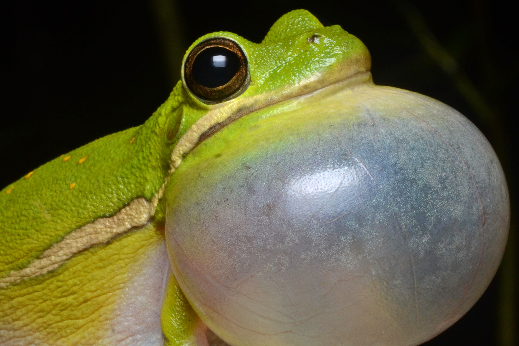 Why do frogs croak at night?