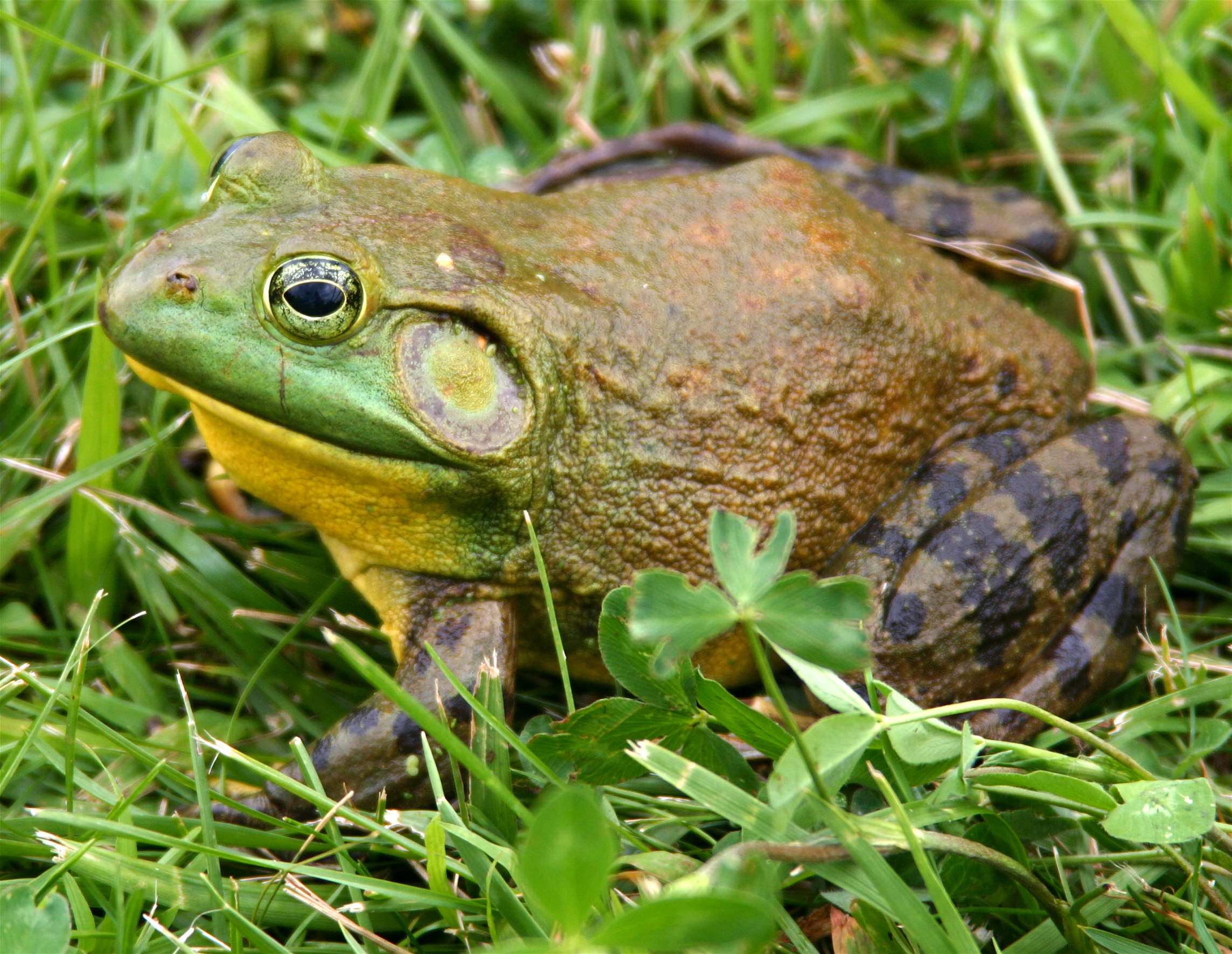 What do frogs have in their mouth that toads don't?