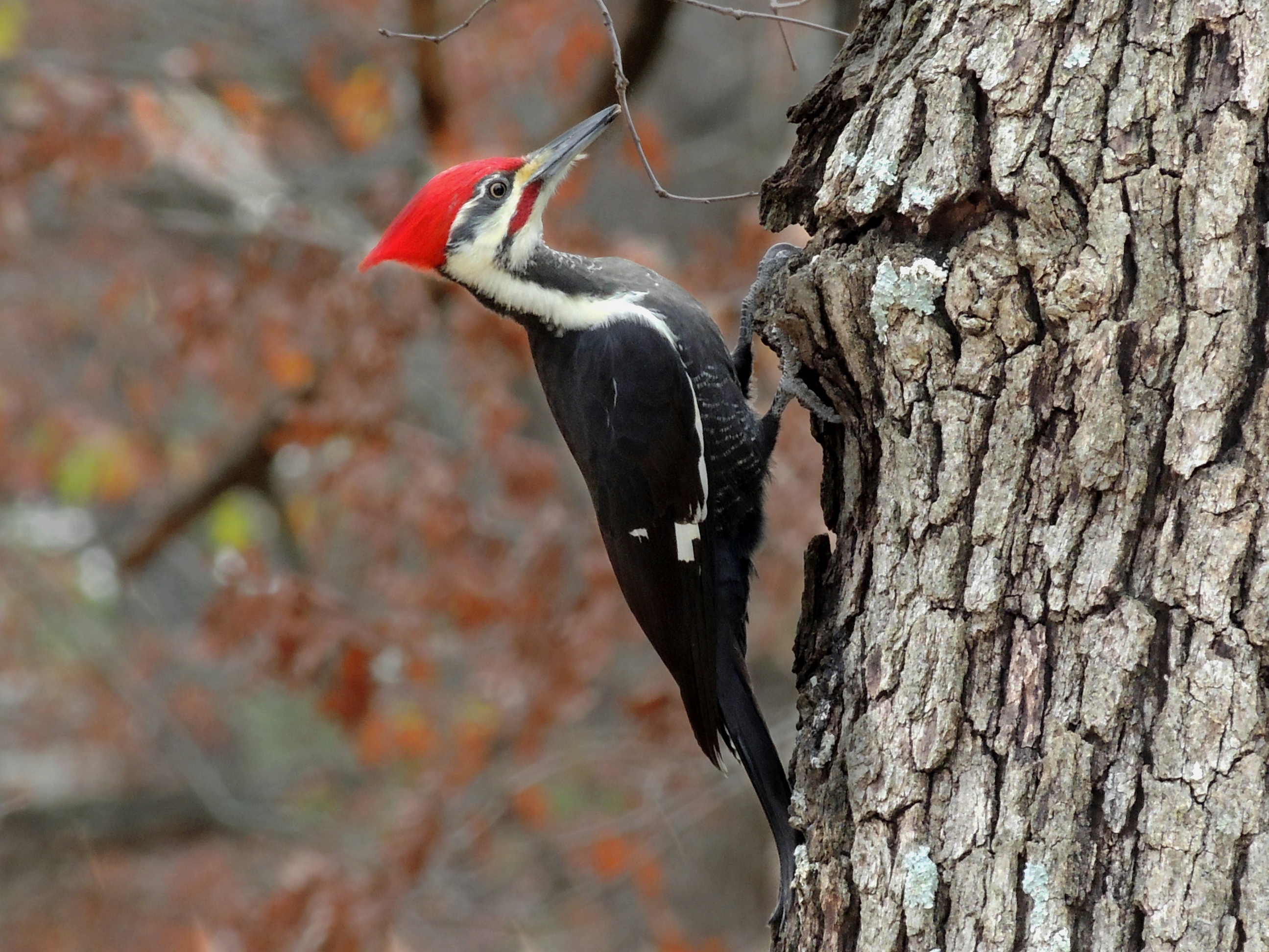 Why a Woodpecker Doesn't Bash Its Brains In - The Infinite ...