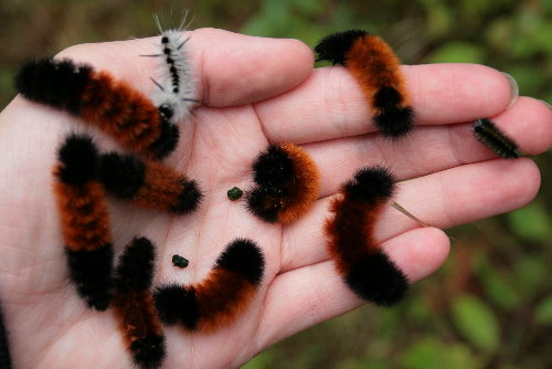 What does the black and orange fuzzy caterpillar eat?