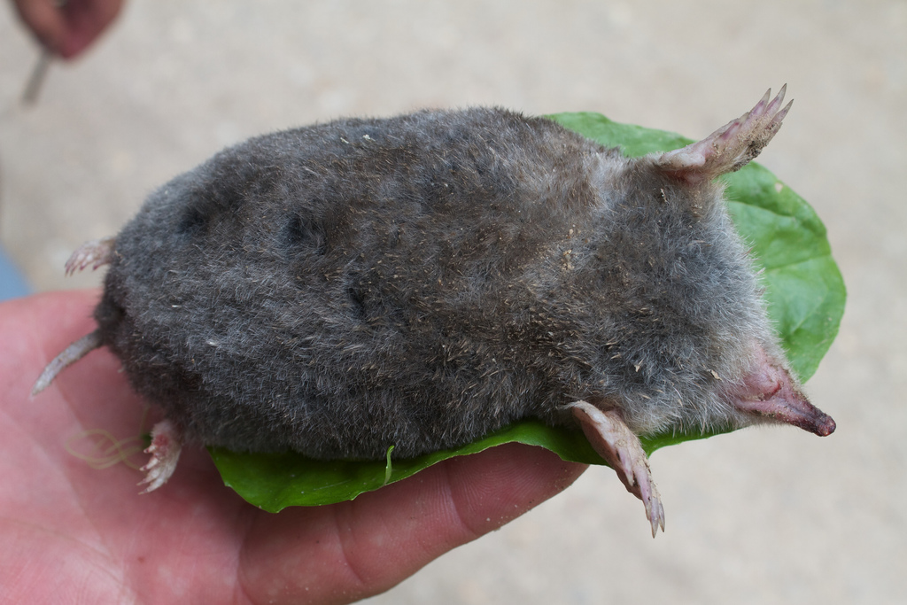 An Intro to Moles, Voles, and Shrews - The Infinite Spider