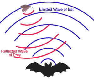Bats and Echolocation - The Infinite Spider
