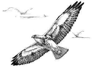 Black_and_white_line_art_drawing_of_swainson_hawk_bird_in_flight