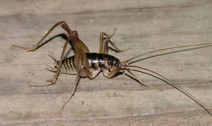 Meet The Camel Cricket Infinite, Why Do I Have Camel Crickets In My Basement