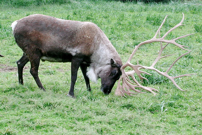caribou antlers wiki