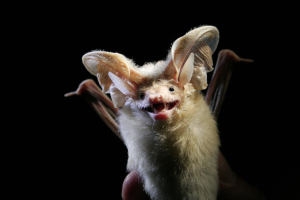 Desert long eared bat wiki
