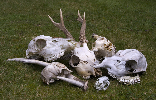 Deer Skulls. Photo: Chris Moody Flicker Common Use.