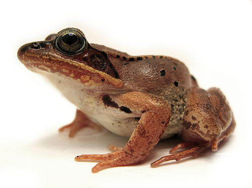 Flicker DAve Huth Wood Frog