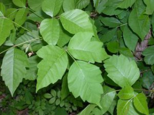 Poison ivy 4