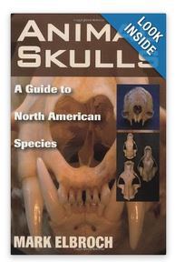 skull book 1