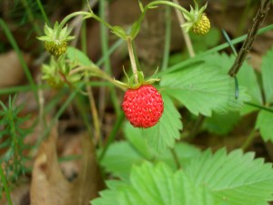 Ulibarri-wild-strawberries-4588