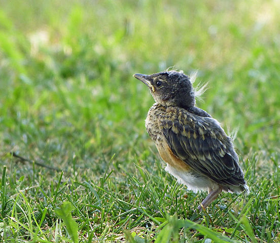 Baby_Bird_in_the_Grass_by_Monique_Haen