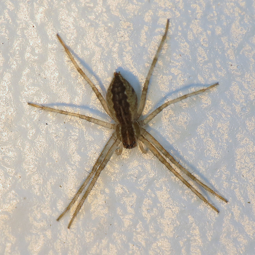 Flicker nursery web spider urtica