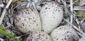 Oyster catcher eggs (nps)