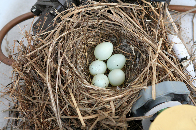 house finch nest Mike Allen flicker