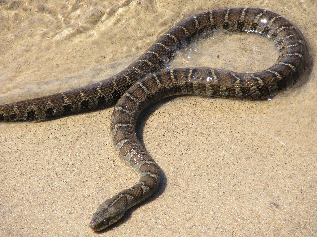 1024px-NorthernWaterSnake23