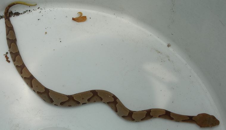 Juvenile copperhead snake cliffanddally flicker 2
