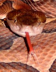copperhead tongue