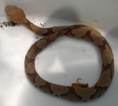 juvenile copperhead snake cliffanddally flicker