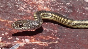 non venomous snake with head and eye