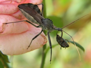 A_Wheel_bug_(Arilus_cristatus)_eating_a_Japanese_beetle_(Popillia_japonica)