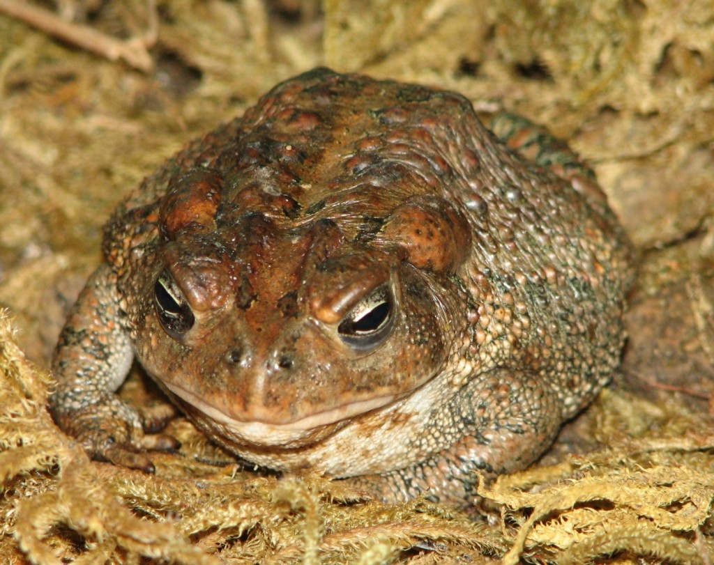 American_Toad_Image_006