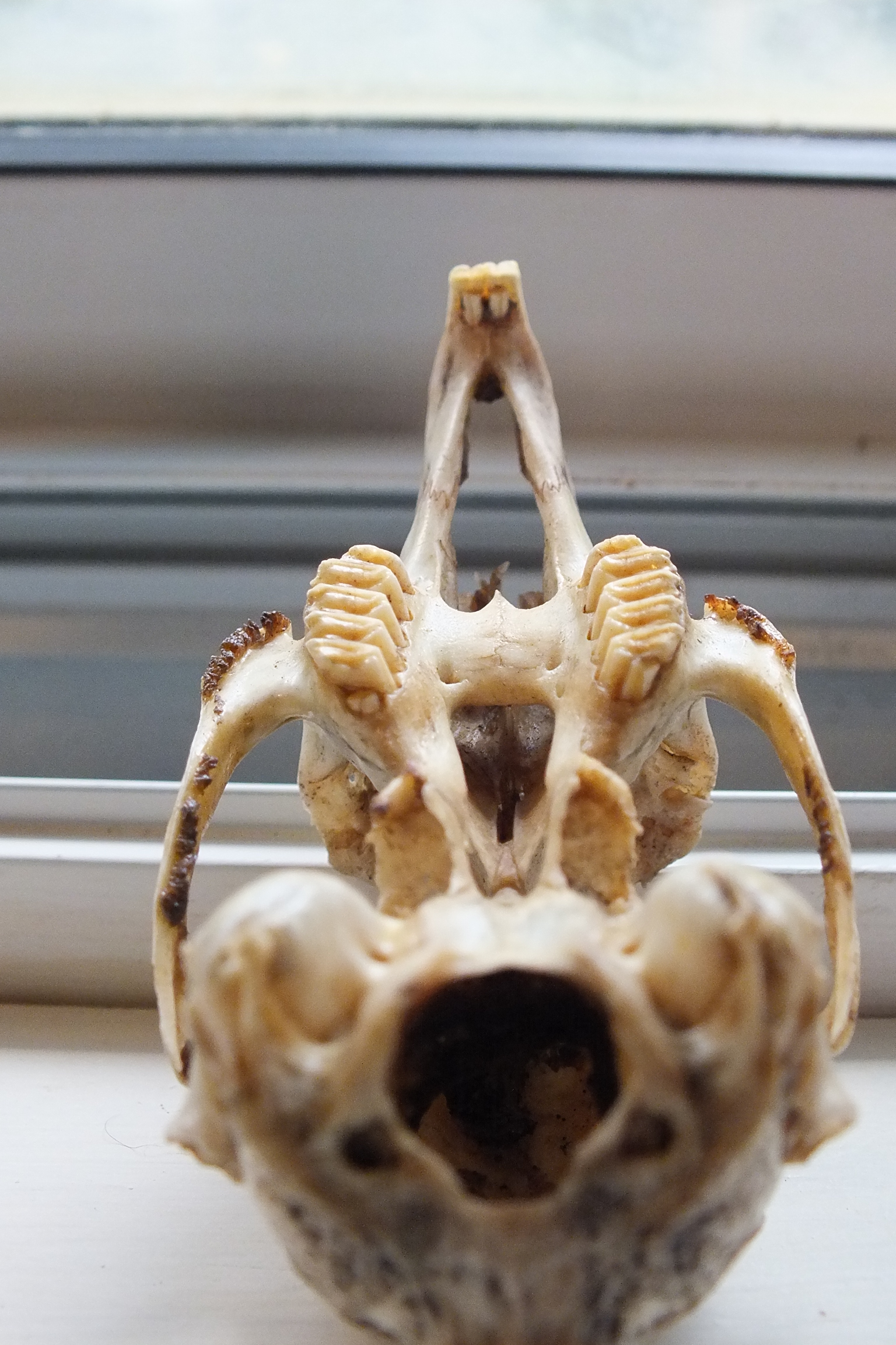 Animal Skull ID: Using Teeth - The Infinite Spider