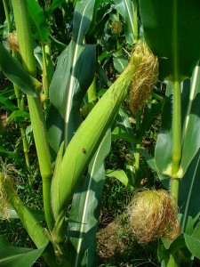 Female corn tassels wiki