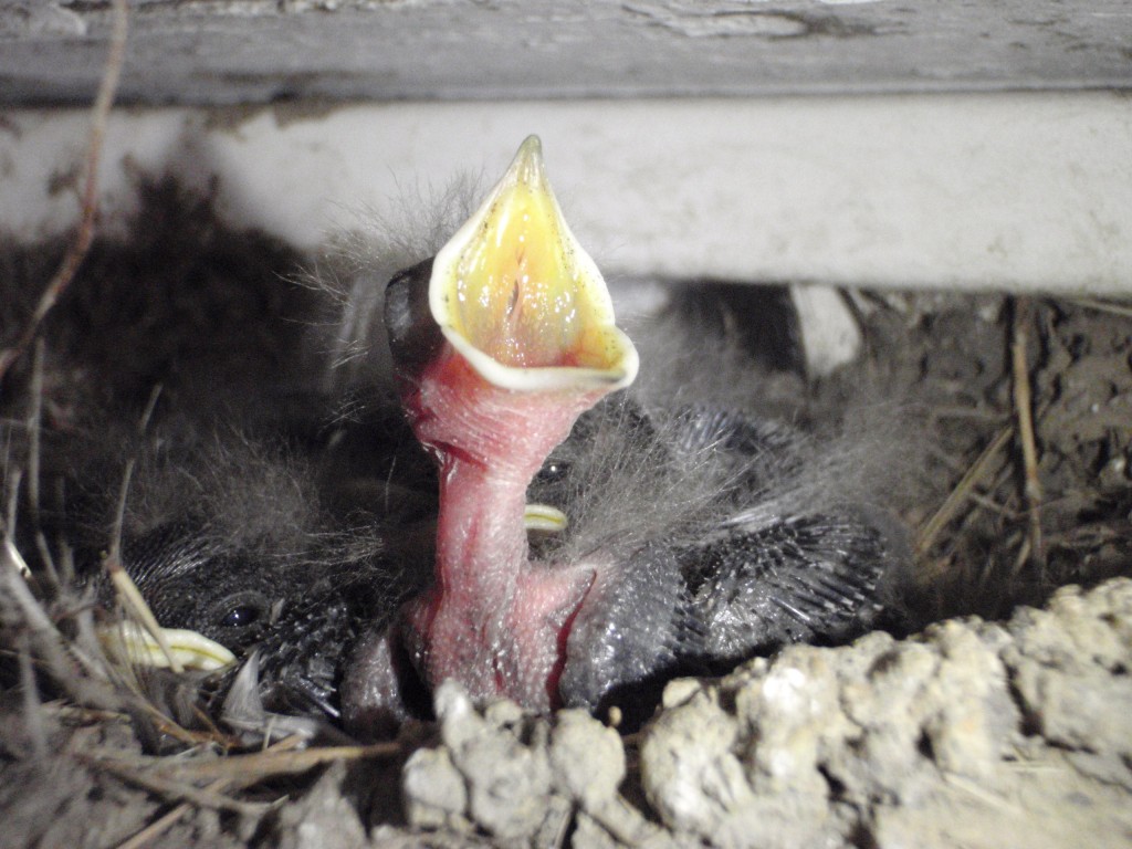 Newly_hatched_Barn_Swallow,_(Hirundo_rustica),_littlest_nestling_begging;_baby_birds,_nests,_gaping