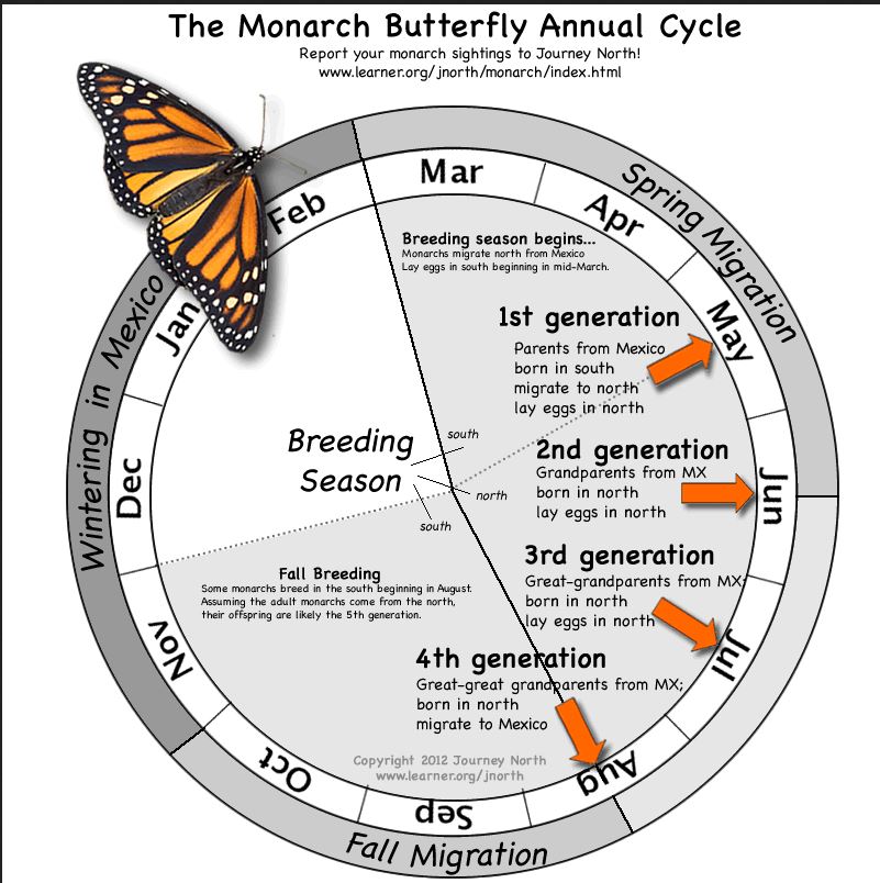 monarch annual cycle