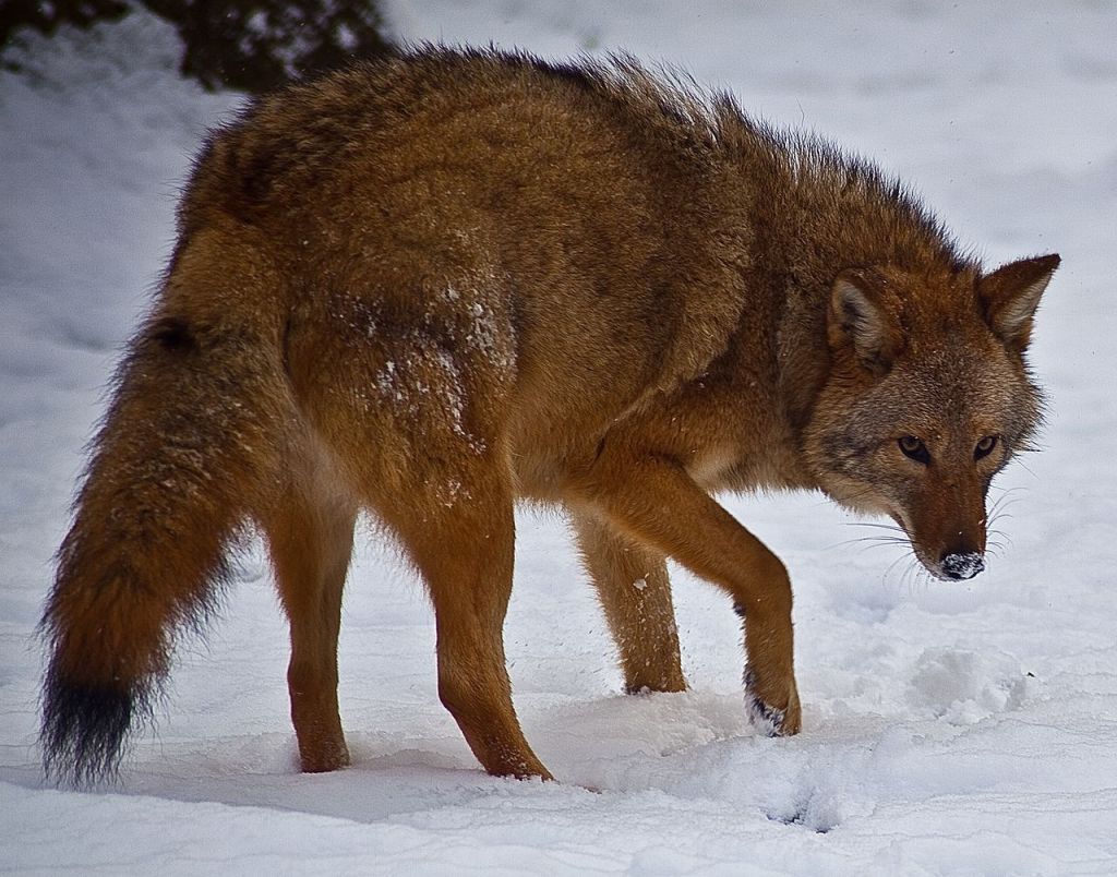 1280px-Coyote-face-snow_-_Virginia_-_ForestWander