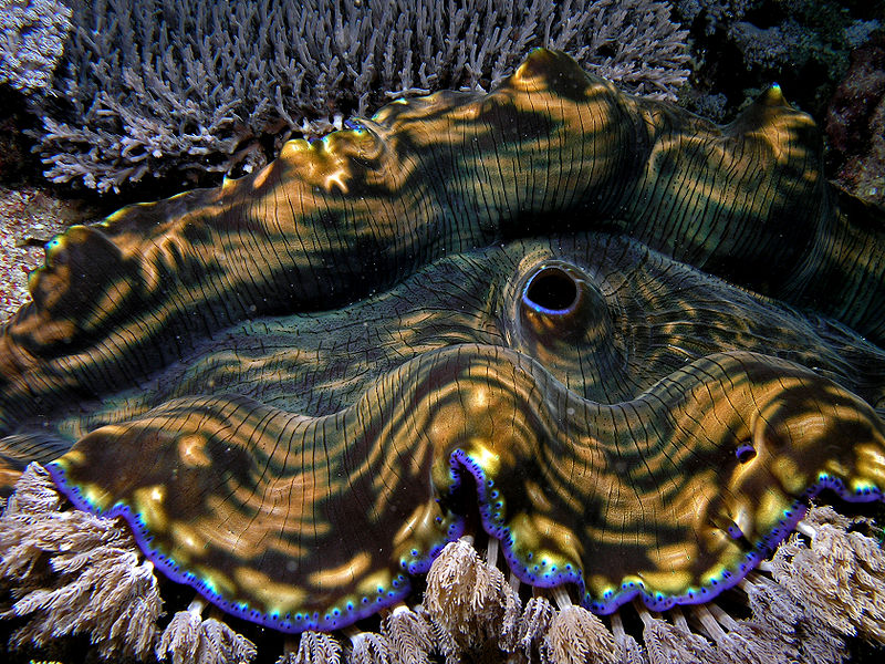 800px-Giant_clam_komodo