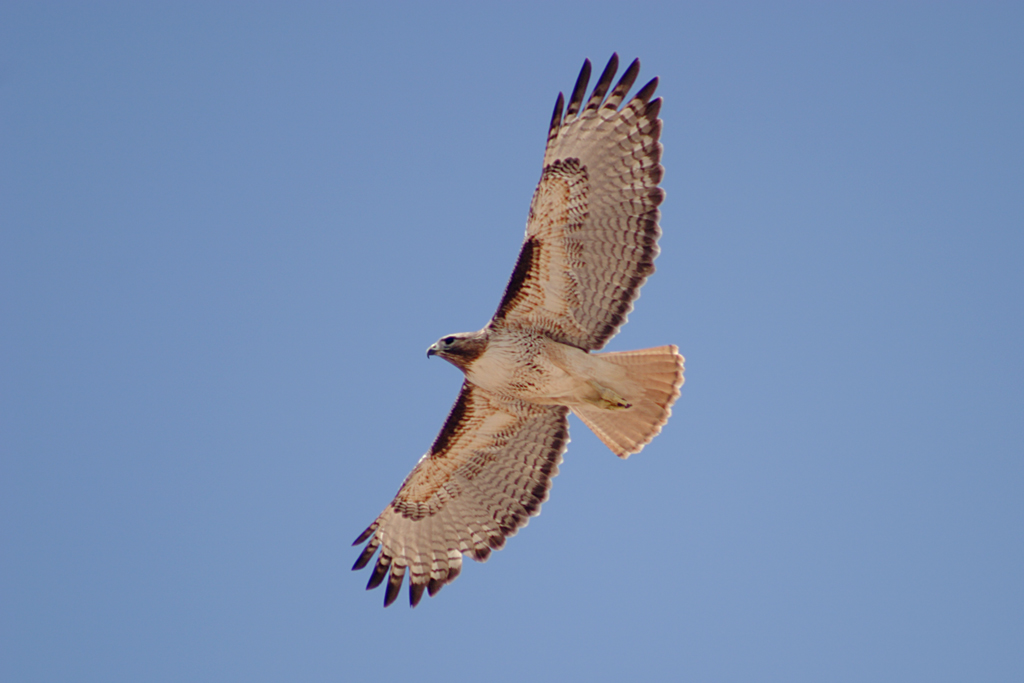 Red-tailed_Hawk_(Buteo_jamaicensis)_in_flight
