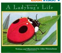 a ladybugs life