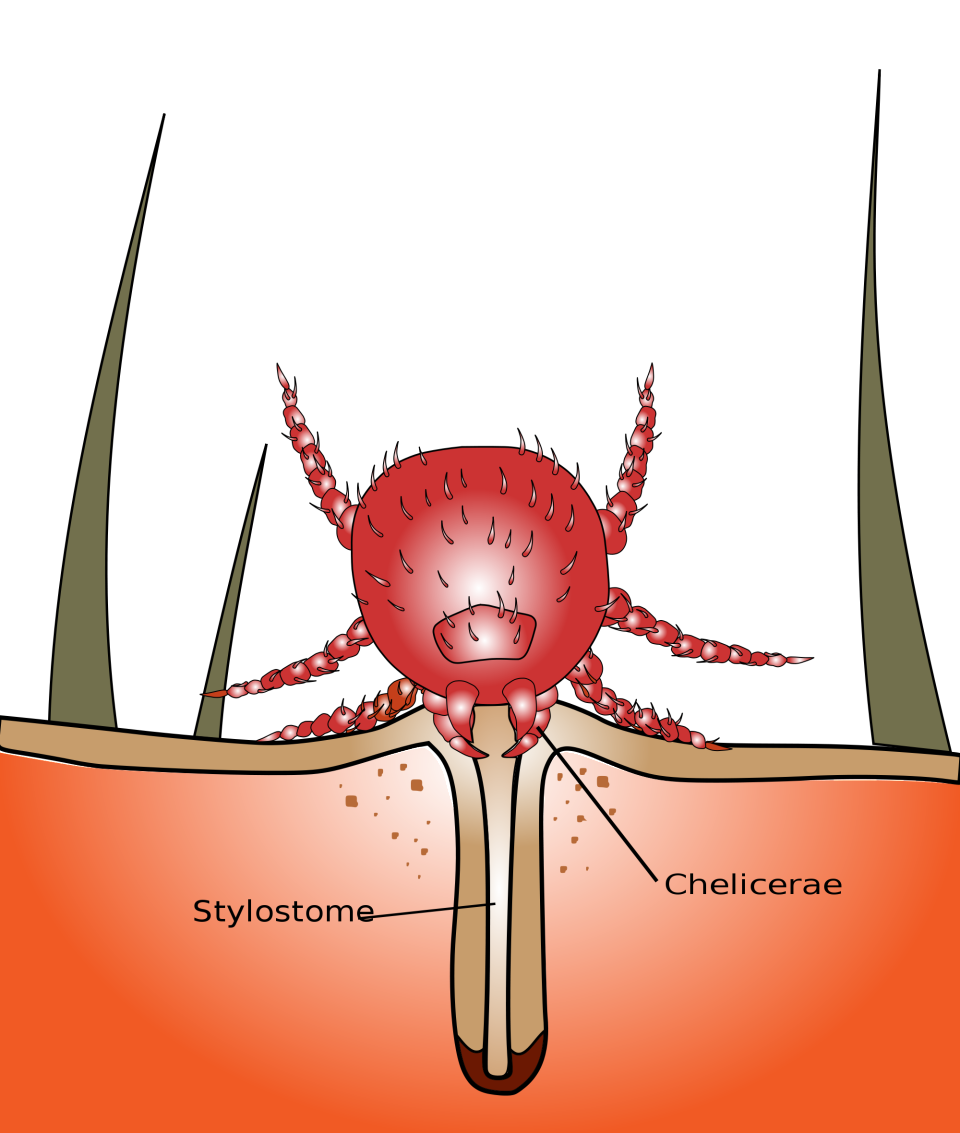 An Introduction to Chiggers - The Infinite Spider