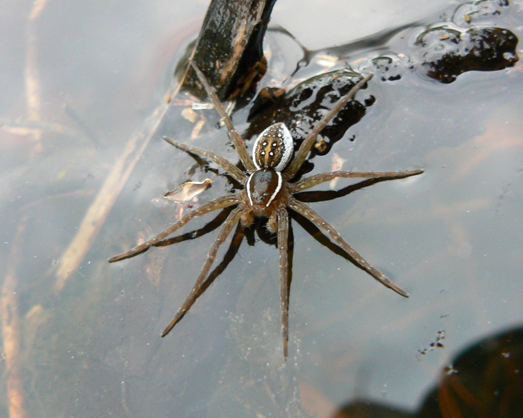 benny mazur flicker, six spotted fishing spider (2)