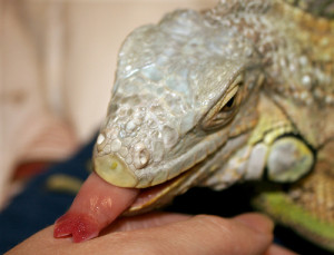 Jennifer L anderson green iguana tongue flicker