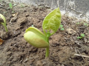 Peas_plant_grown_from_Seed_(2)