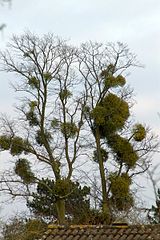 160px-Mistletoe_infested_tree