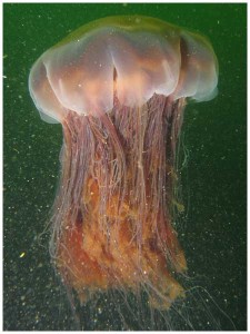 Largelionsmanejellyfish