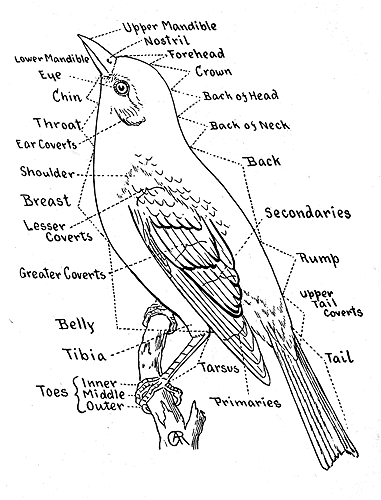 Reed-topography-bird