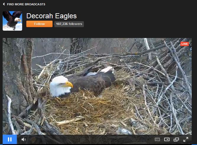 Decorah North eagle cam (Photo: Raptor Resource Project).