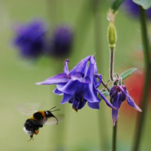 Bee_pollinating_Aquilegia_vulgaris