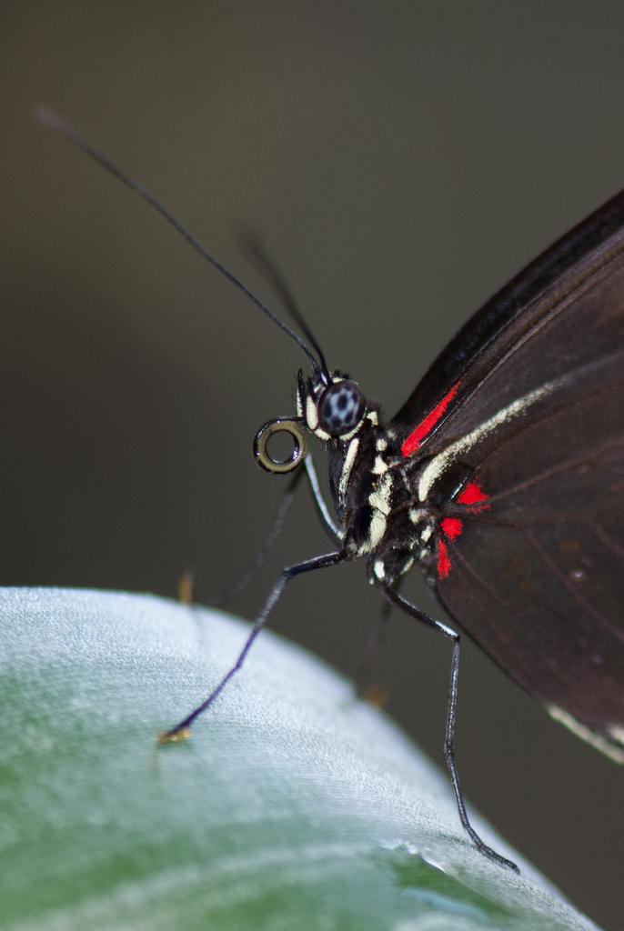 butterfly proboscis